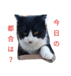 三毛猫ファミリー（個別スタンプ：3）
