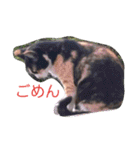 三毛猫ファミリー（個別スタンプ：4）