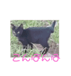三毛猫ファミリー（個別スタンプ：5）