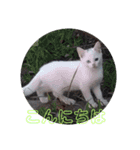 三毛猫ファミリー（個別スタンプ：6）