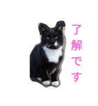 三毛猫ファミリー（個別スタンプ：7）