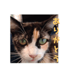 三毛猫ファミリー（個別スタンプ：8）