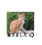 三毛猫ファミリー（個別スタンプ：9）