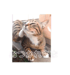 三毛猫ファミリー（個別スタンプ：10）