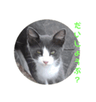三毛猫ファミリー（個別スタンプ：11）