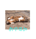 三毛猫ファミリー（個別スタンプ：12）