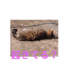 三毛猫ファミリー（個別スタンプ：13）