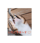 三毛猫ファミリー（個別スタンプ：14）