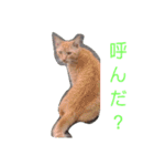 三毛猫ファミリー（個別スタンプ：16）