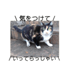 三毛猫ファミリー（個別スタンプ：17）