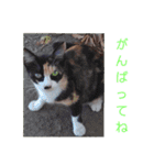 三毛猫ファミリー（個別スタンプ：18）