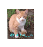 三毛猫ファミリー（個別スタンプ：19）