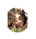 三毛猫ファミリー（個別スタンプ：20）