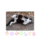 三毛猫ファミリー（個別スタンプ：21）