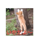 三毛猫ファミリー（個別スタンプ：23）