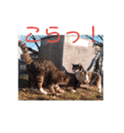 三毛猫ファミリー（個別スタンプ：24）