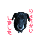 うちのラムくん（個別スタンプ：4）