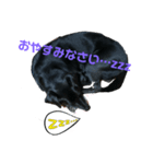 うちのラムくん（個別スタンプ：6）