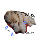 助けてマルプー（個別スタンプ：8）