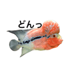 海の生き物、使える面白ろスタンプ（個別スタンプ：5）