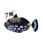 海の生き物、使える面白ろスタンプ（個別スタンプ：7）