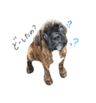 ボクサー犬  バル（個別スタンプ：1）