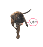 ボクサー犬  バル（個別スタンプ：2）