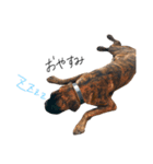 ボクサー犬  バル（個別スタンプ：3）