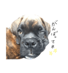 ボクサー犬  バル（個別スタンプ：6）