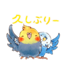 ころインコ。（個別スタンプ：16）