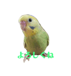 セキセイインコのリコちゃん＆ミロちゃん（個別スタンプ：1）