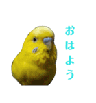 セキセイインコのリコちゃん＆ミロちゃん（個別スタンプ：2）