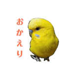 セキセイインコのリコちゃん＆ミロちゃん（個別スタンプ：3）