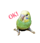 セキセイインコのリコちゃん＆ミロちゃん（個別スタンプ：5）