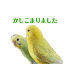セキセイインコのリコちゃん＆ミロちゃん（個別スタンプ：6）