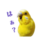セキセイインコのリコちゃん＆ミロちゃん（個別スタンプ：7）