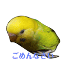 セキセイインコのリコちゃん＆ミロちゃん（個別スタンプ：8）