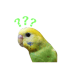 セキセイインコのリコちゃん＆ミロちゃん（個別スタンプ：9）