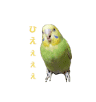 セキセイインコのリコちゃん＆ミロちゃん（個別スタンプ：10）