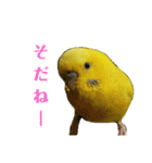 セキセイインコのリコちゃん＆ミロちゃん（個別スタンプ：11）