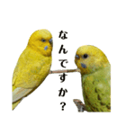 セキセイインコのリコちゃん＆ミロちゃん（個別スタンプ：12）