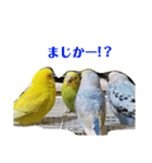 セキセイインコのリコちゃん＆ミロちゃん（個別スタンプ：13）