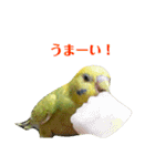 セキセイインコのリコちゃん＆ミロちゃん（個別スタンプ：15）