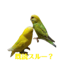 セキセイインコのリコちゃん＆ミロちゃん（個別スタンプ：16）