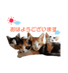 色んな子猫のスタンプ（個別スタンプ：1）