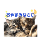 色んな子猫のスタンプ（個別スタンプ：2）