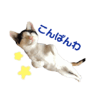 色んな子猫のスタンプ（個別スタンプ：4）