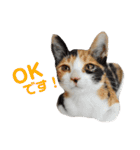 色んな子猫のスタンプ（個別スタンプ：5）