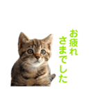 色んな子猫のスタンプ（個別スタンプ：7）