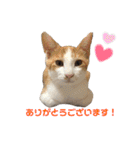 色んな子猫のスタンプ（個別スタンプ：9）